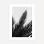black white palm poster wall art