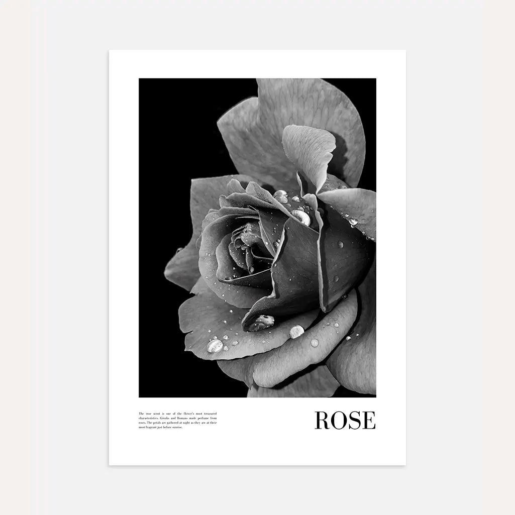 black white rose poster wall art