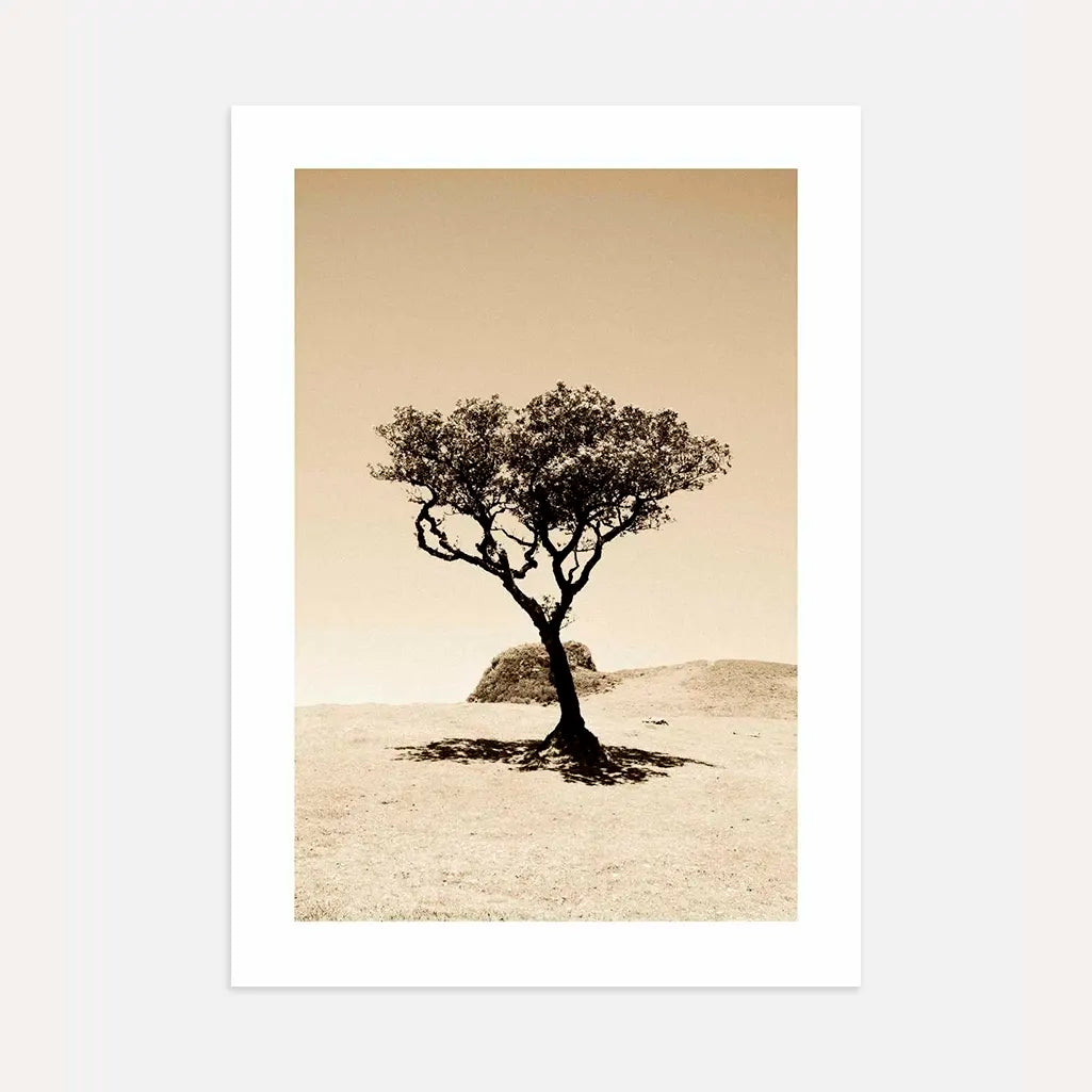 solitary tree poster desert landscape wall art